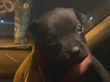 puppy in need of a loving home!!