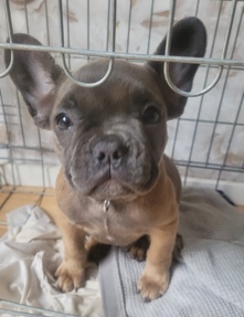 French Bulldog – stunning French bulldog pup