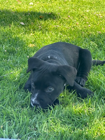 Dog For Sale