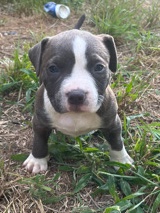 American Pit Bull Terrier – pit bull/ bully