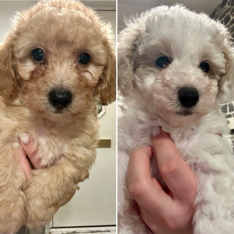 Poodle – Poochon puppies 💙💙 ready to go 🐶🐶