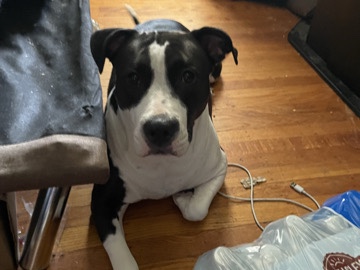 American Pit Bull Terrier – Friendly American Pit Bull Terrier – House Trained and Child Friendly – Philadelphia