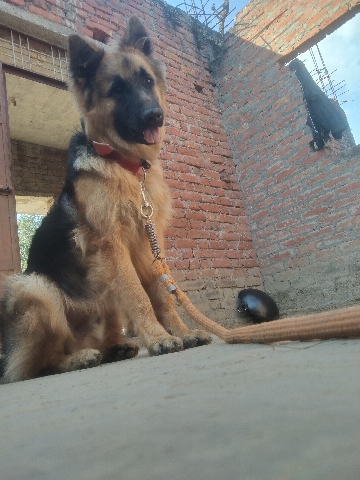 German Shepherd – Marshal likes a tiger