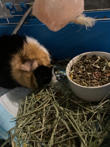 guinea pig – male Guinea pig