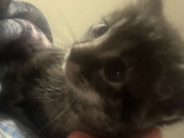 Russian White, Black and Tabby – Adorable Russian White, Black, and Tabby Kittens – 8 Weeks Old – Sacramento