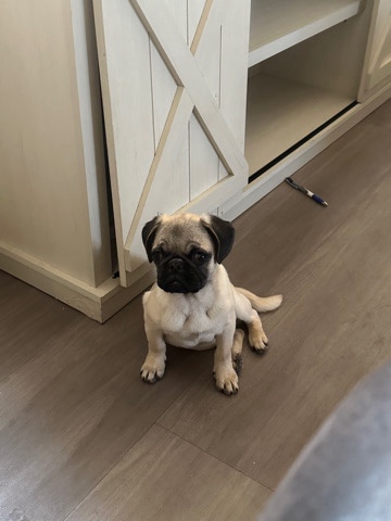 Pug – pug puppy
