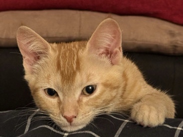American Shorthair – Kittens – Chula Vista