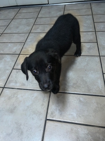 Labrador Husky – shepherd husky mix