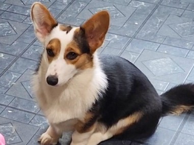 Cardigan Welsh Corgi – Pembroke/Cardigan Welsh Corgi - Daisy – Lake in the Hills