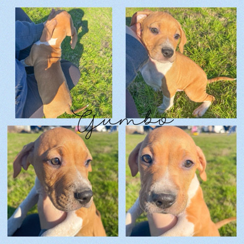 Rhodesian Ridgeback – puppy mix