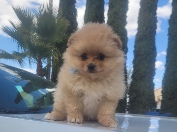 Pomeranian – pomeranian  puppies – Palmdale