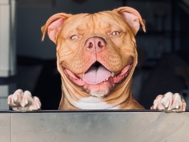 American Bulldog – Louie – La Mesa