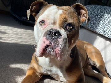 Olde English Bulldogge - 2 year old English bulldog for sale in Sheffield  available for adoption in Manchester