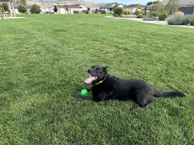 German Shepherd – Brody – Sparks
