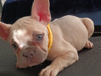 French Bulldog – my number is ***, Stephanie – Little Rock