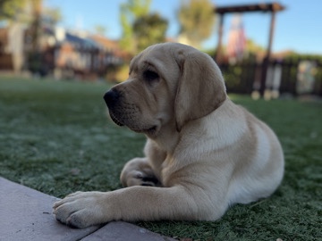 Labrador Retriever – amazing English Labrador – Oceanside