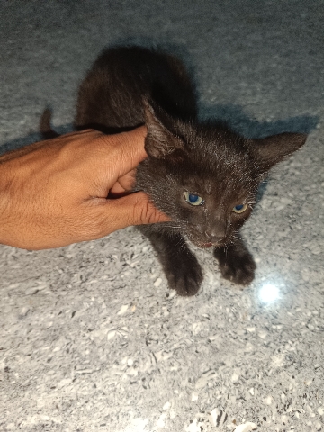 Sam Sawet – Black cat
