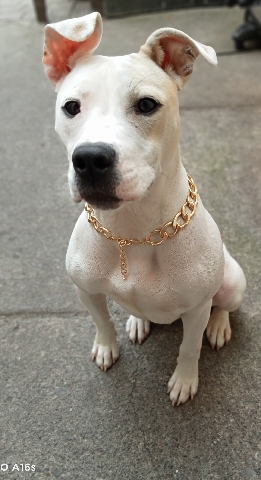 7 month old pitbull girl