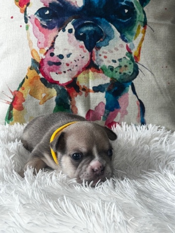 French Bulldog – French Bulldogs