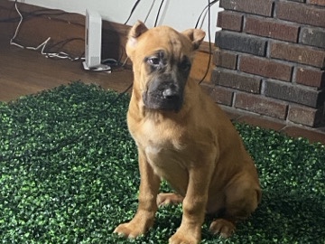 Cane Corso – Cane Corso Puppy – Cleveland