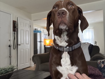 Mixed Breed – Bloodhound/Pit Mix – Phoenixville