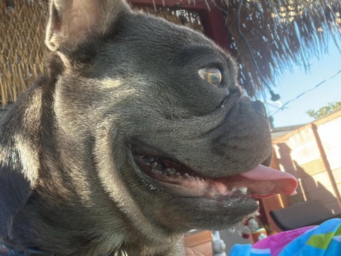 French Bulldog – Frenchie!! – Ashburn