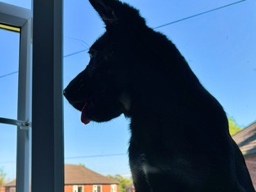 German Shepherd – Loki 5 months looking for forever home