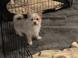 Chihuahua – help me rehome Teddy – Moreno Valley