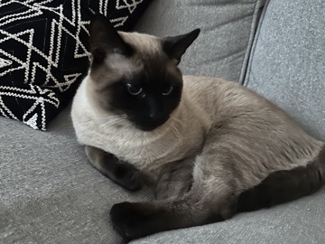Siamese – cat