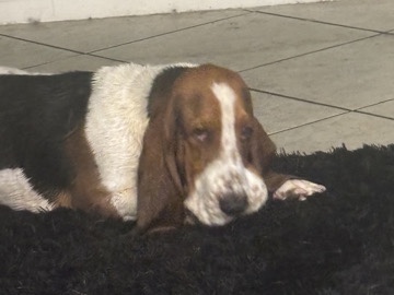 Basset Hound – rehoming my basset hound – Dallas