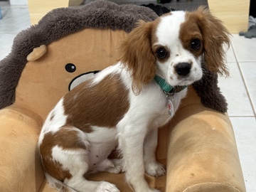  Cavalier, King Charles spaniel