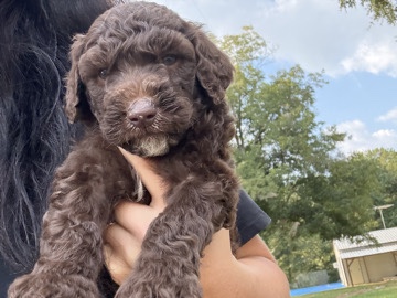 Poodle – Standard Poodle Puppies – Newborn