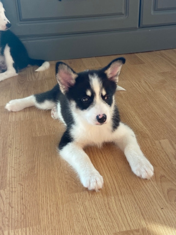 Siberian Husky – Pomsky Puppies