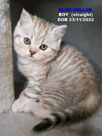 Scottish Fold – 4 BOYS 💙 SCOTTISH Fold Straight Gold Silver IN LON