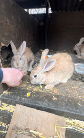 Flemish giants lob mix