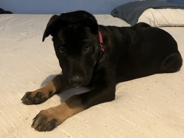 German Shepherd – German shepherd puppy