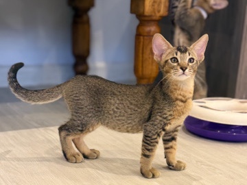 Abyssinian – Abyssinian × Bengal – Sharjah