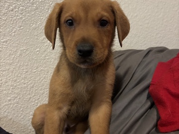 All -  Looking to rehome these beautiful babies available for adoption in Phoenix