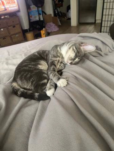 Sweet rescue cat needs immediate home.