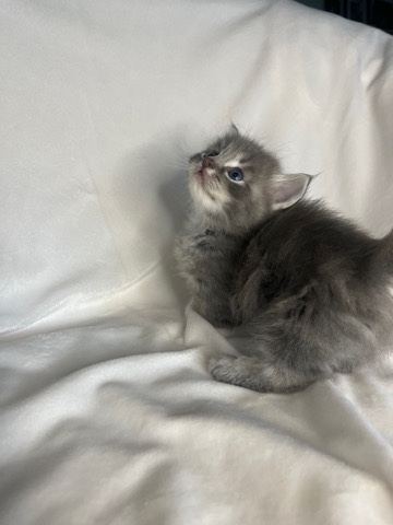 Munchkin – munchkin kittens almost ready for a new home!