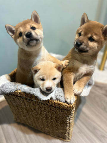 Shiba Inu – Shiba Inu Puppies