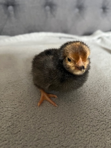 vorwick chicks