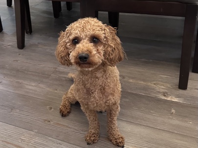 Poodle – Miniature Poodle – Loganville