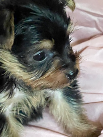 Yorkshire Terrier – Yorkie Puppies