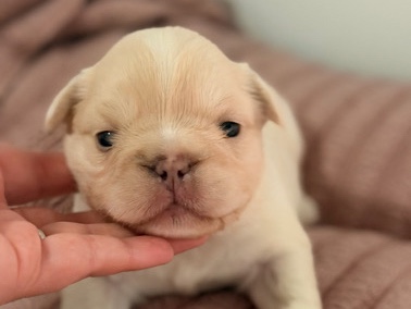 French Bulldog – fluffy French bulldog male – Kalamazoo
