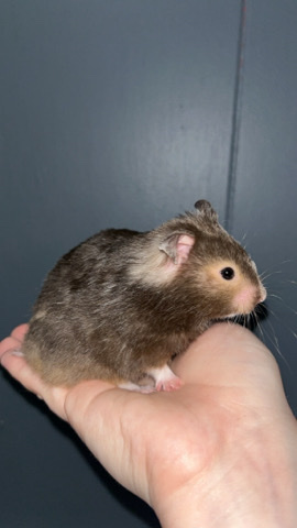 Cici- Female Syrian Hamster