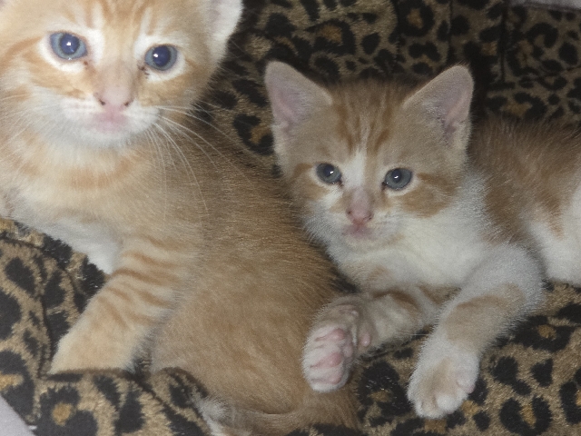 Seeking a loving new home for two kittens – Alvin