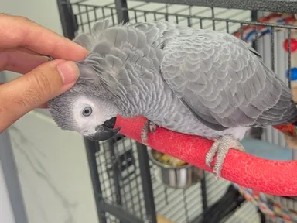 Parrot – Adorable Baby Congo African Grey Parrot – Los Angeles
