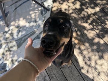 Rottweiler – sweet Sherlock – Oklahoma City