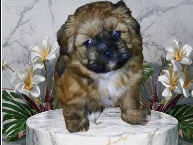 Shih Tzu – Sweet 8 week old Shih Tzu – Bakersfield